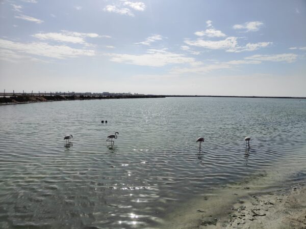 San Pedro del Pinatar