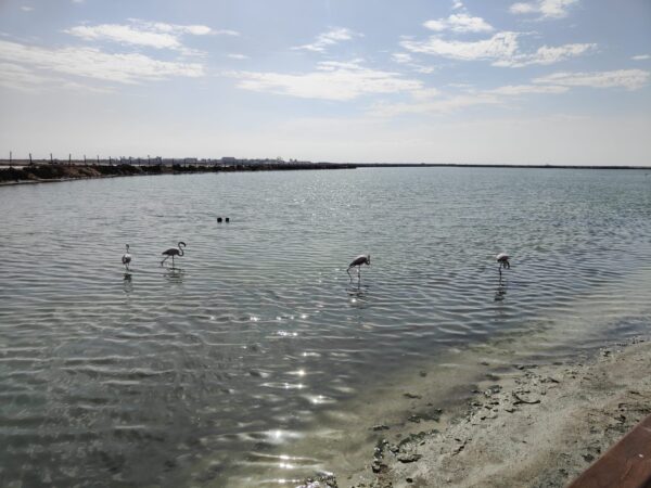 San Pedro del Pinatar